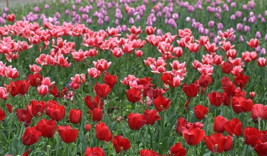 The History of the Tulip