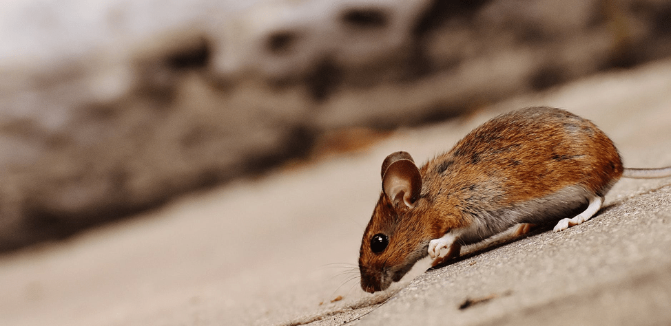 Rat Home Pests