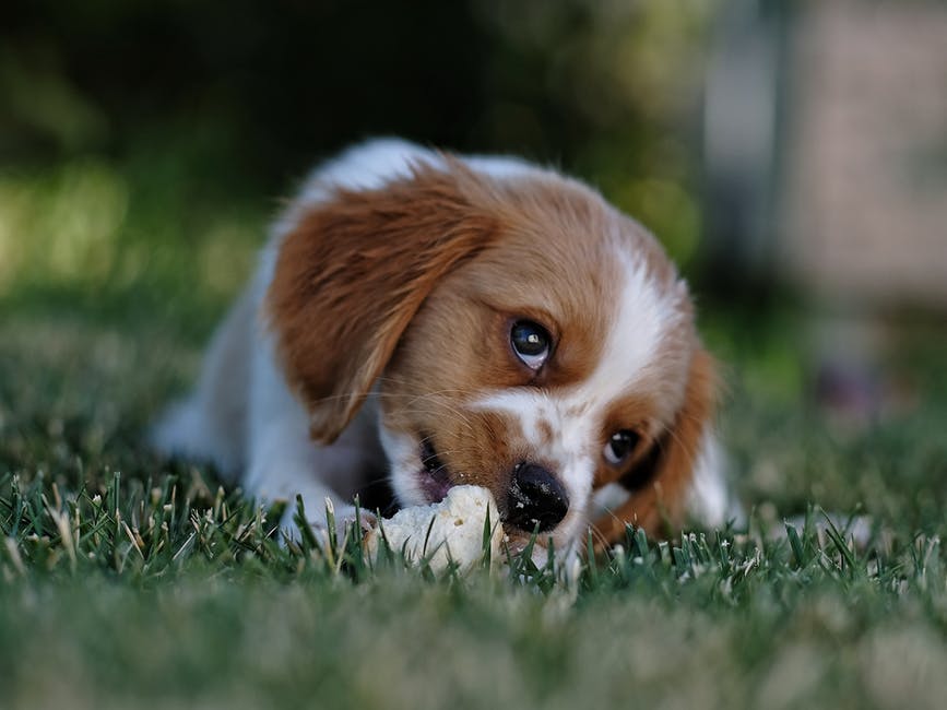 How Safe Are Chemicals On Your Lawn For Pets