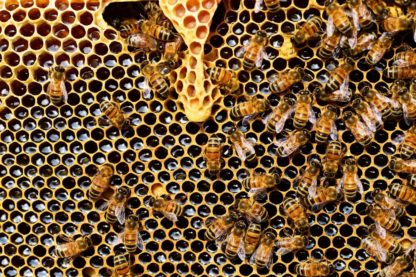 Why Bees Are Important to Humans