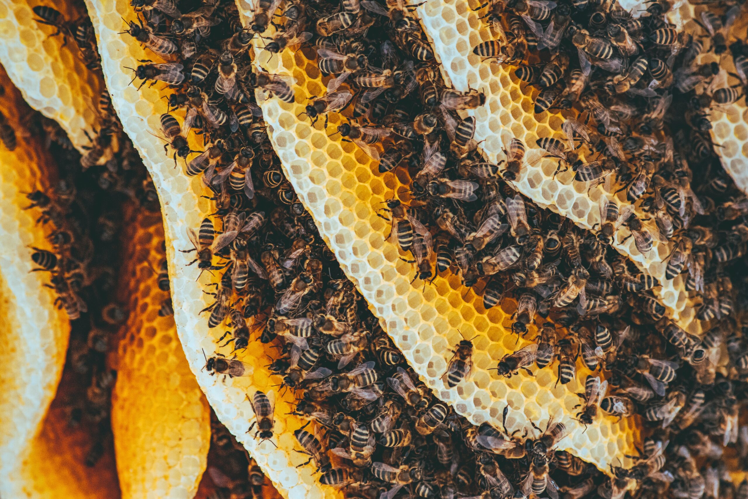 How to Help Save Local Honeybees