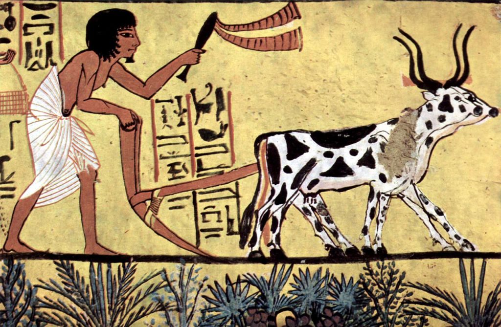 ancient Egyptian ploughing with cattle