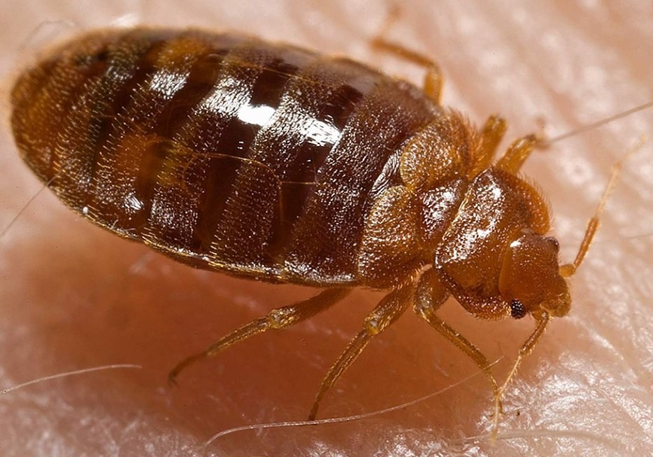 Bedbugs Are Resistant And Disruptive Insects