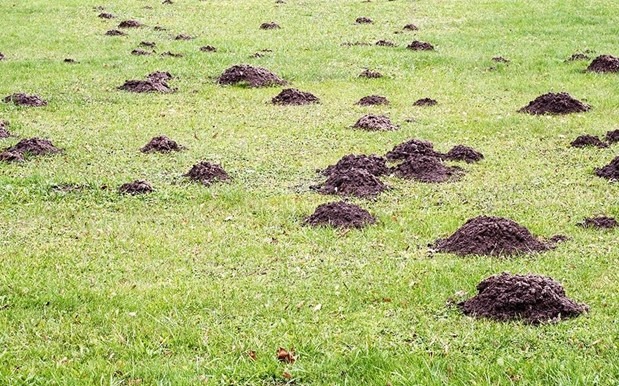 How to know whether you have a mole infestation