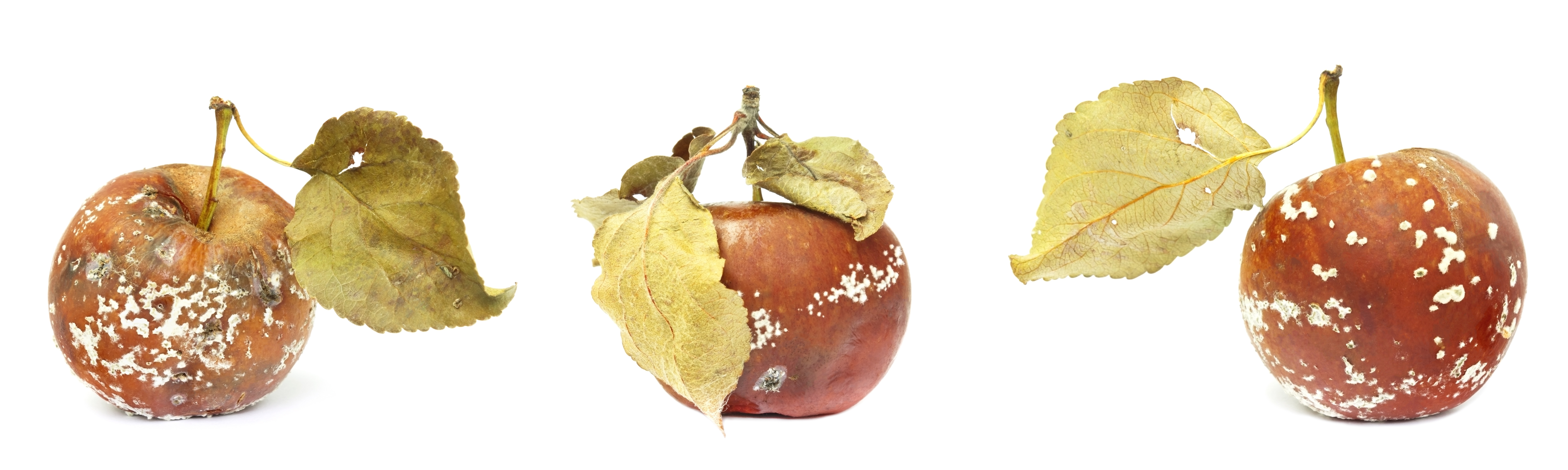 Set of mold growing on the old apple. Isolated on white background photo. Food contamination, bad spoiled disgusting rotten organic apple. Messthetics concept, food leftovers. Three rotten apples.