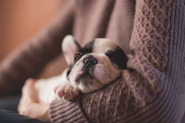 7 Supplies You Need to Stock Up On for Your New Puppy