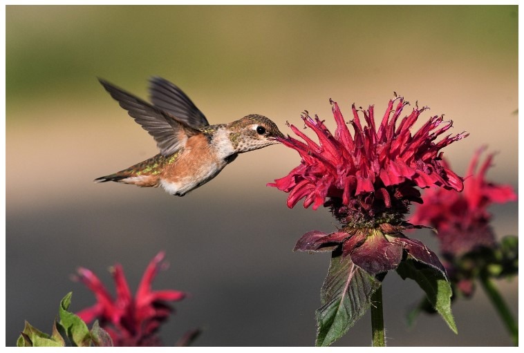 Tips To Keep Hummingbirds Happy And Healthy In Summer