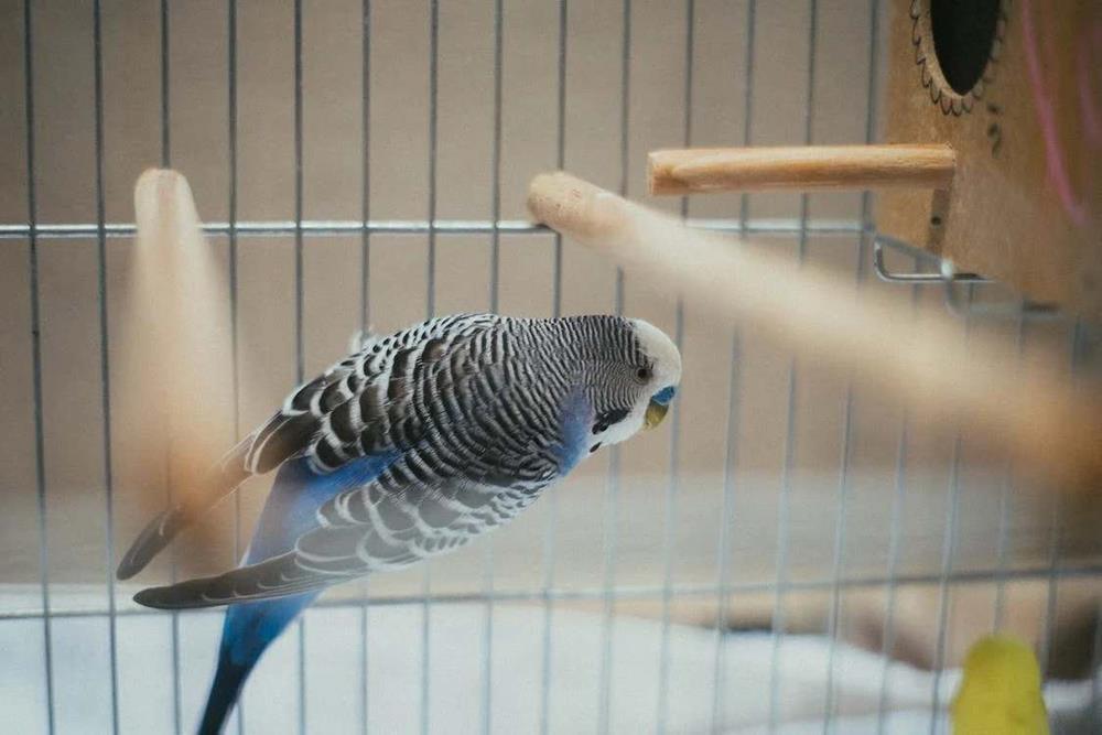 Pet bird inside a cage