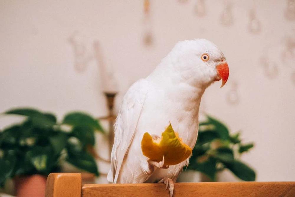 White parrot out of its cage and eating