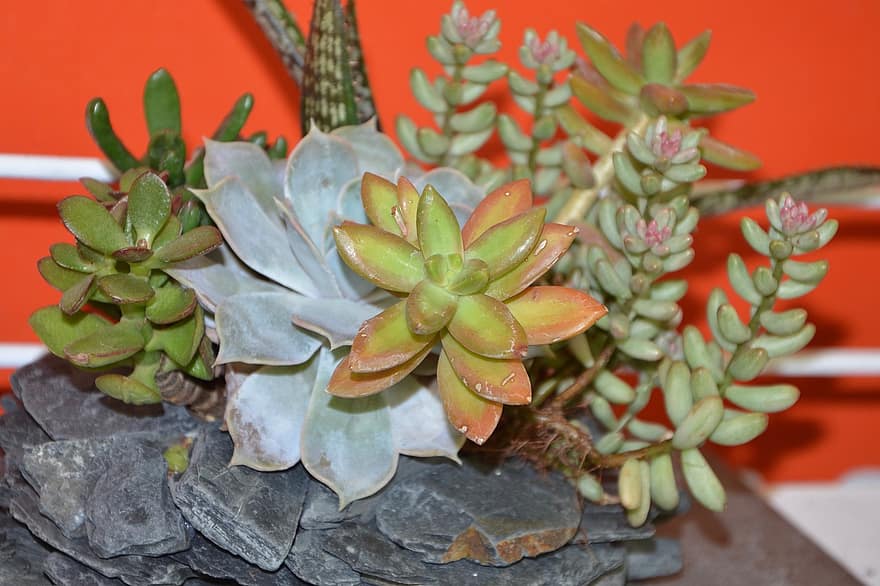 How Succulents Have Become the Perfect Gift