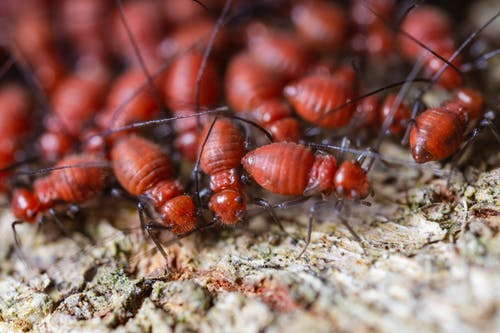 What are Signs of Termites in Your Home?