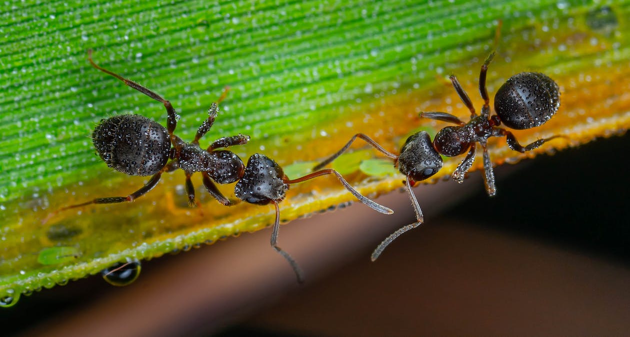 A carpenter ant
