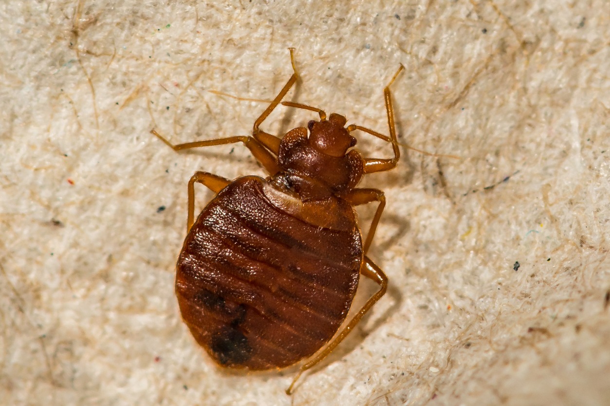 An adult bed bug (Cimex lectularius) with the typical flattened oval shape
