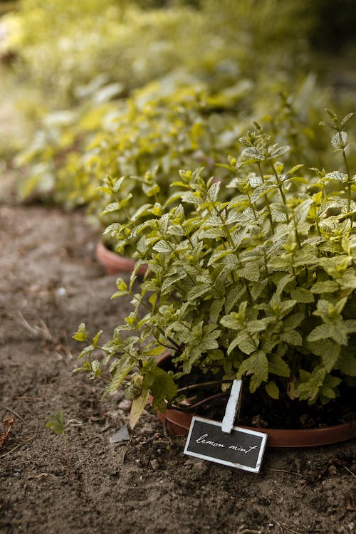 Top 7 Gardening Tips Every Beginner Should Know
