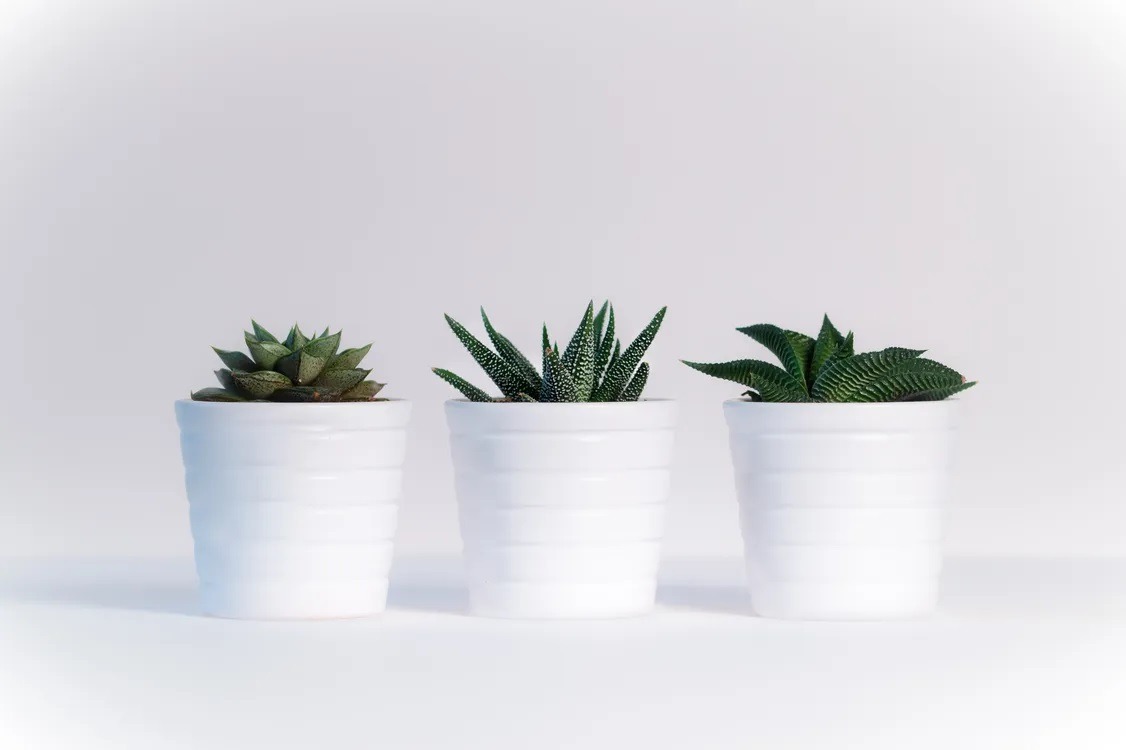 Six Best Plants For Beginners