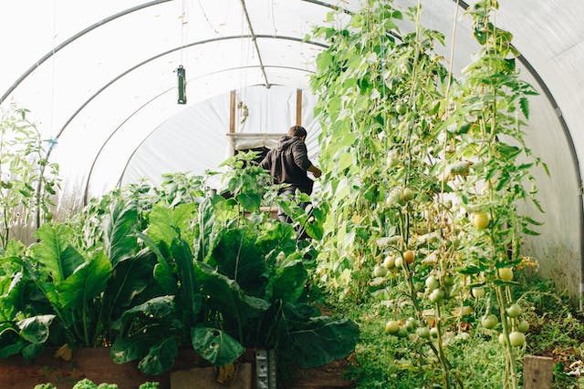 Why You Need A Large Greenhouse In Your Backyard