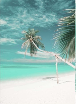Palm trees on the white beach poster
