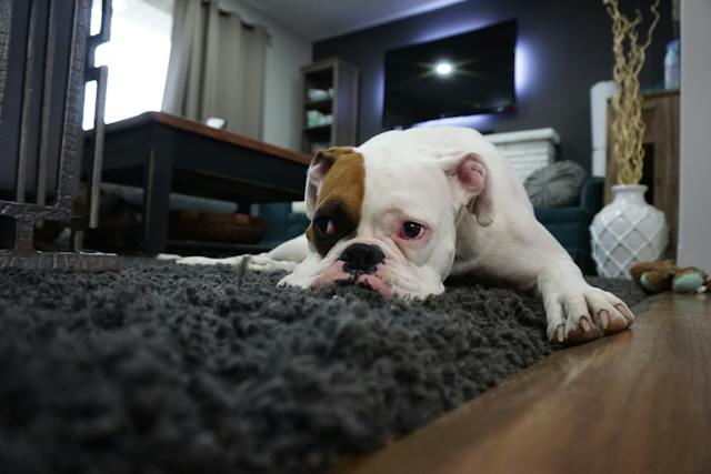 Different Carpet Cleaning Methods for Pet Owners –DIY