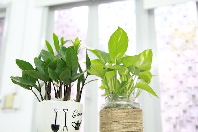 Can a House Cleaning Service Take Care of Houseplants as well?
