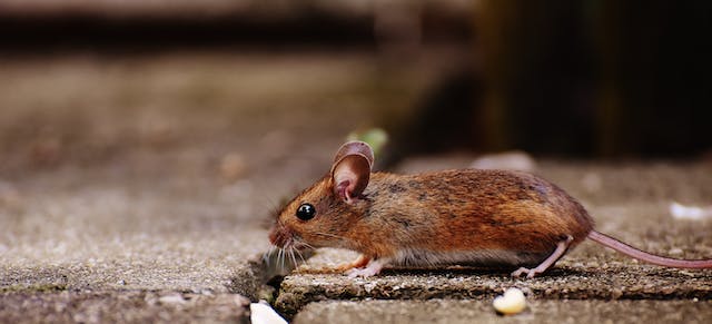 What to Look for in a Pest Control Service