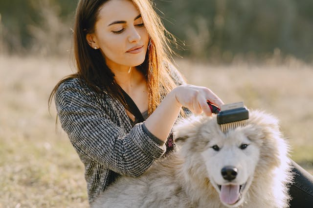 4 tools that tremendously reduce dog grooming difficulties