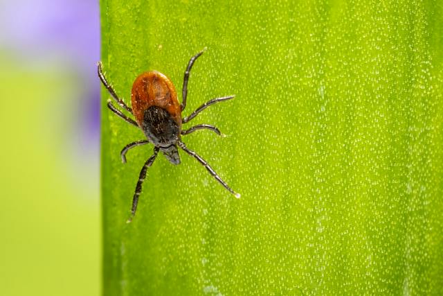 Notice ticks in your garden? Don’t panic, this can be resolved