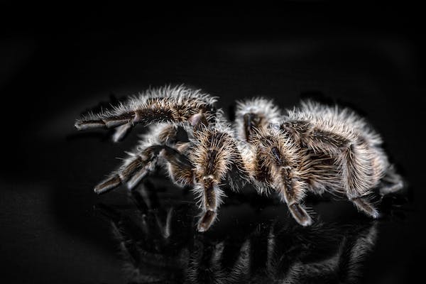 8 Reasons That Make Tarantulas a Fantastic Pet to Have