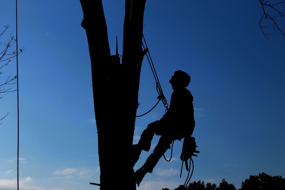 Important Questions to Ask When Hiring Tree Care Service