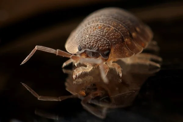 6 Steps to Safely Get Rid of Bed Bugs