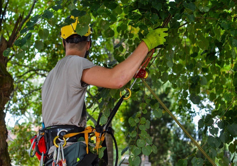 How To Find Reputable Tree Surgeon Services Near You