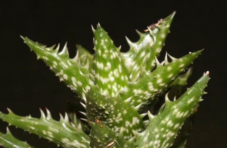 How do you care for a tiger tooth aloe plant?