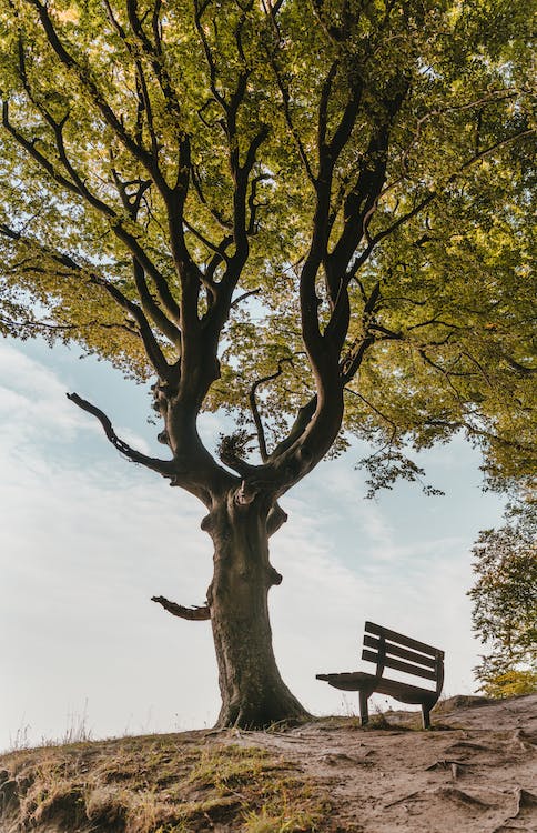 Types of Tree Services to Keep Your Trees Healthy and Beautiful