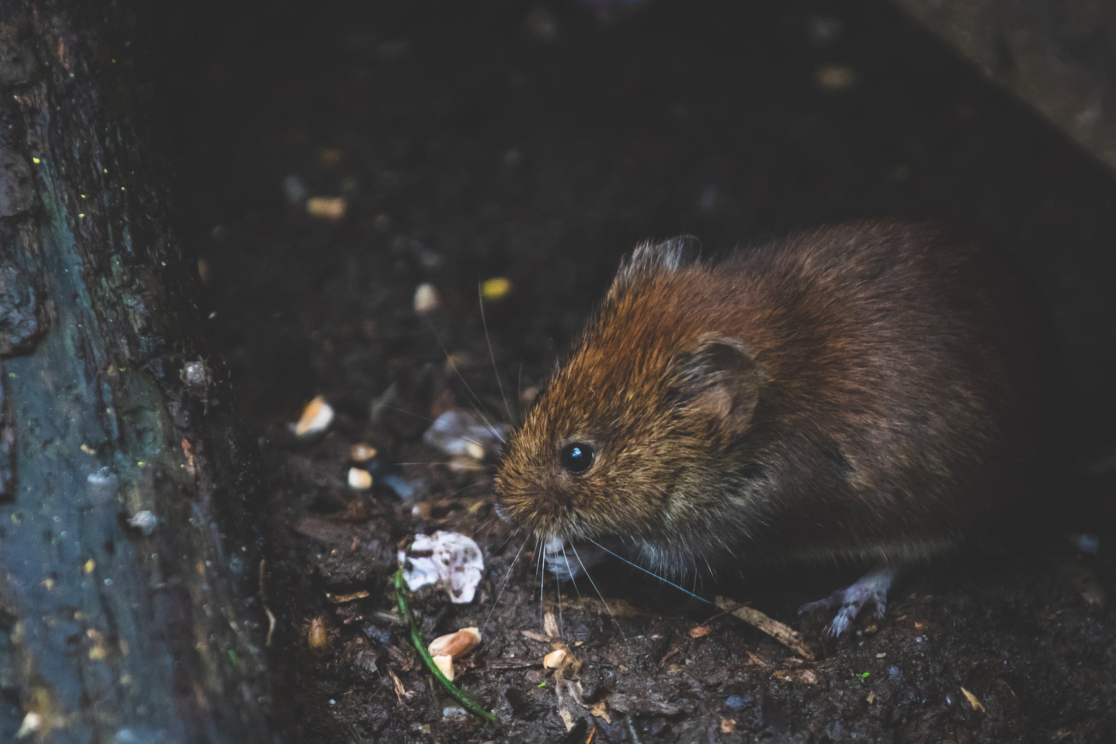 What Are the Signs That you Need Pest Control in Henderson, NV