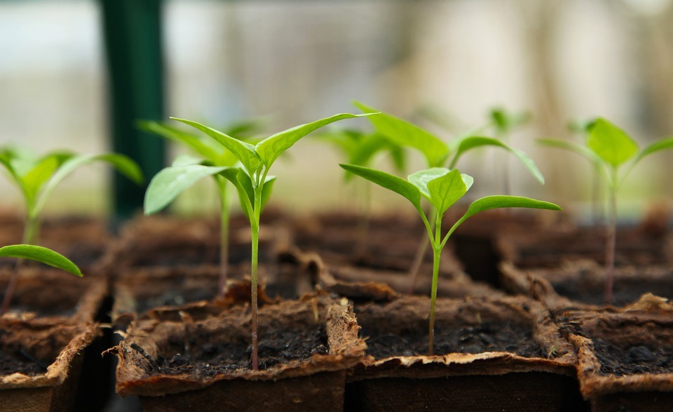 seedlings, soil, planters