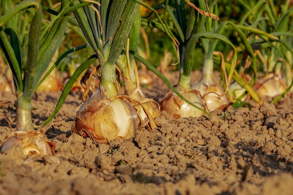 soil, onions, onion field