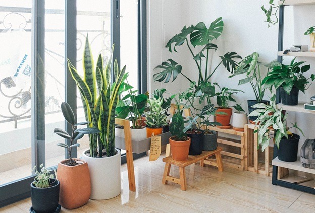 Air-Purifying Indoor Plants 5 Kinds That Are Easy to Keep Alive