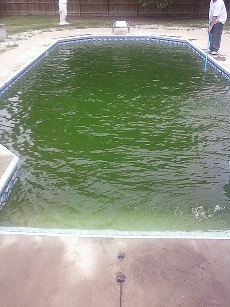 Some crucial tips to prevent algae build-up in your swimming pool