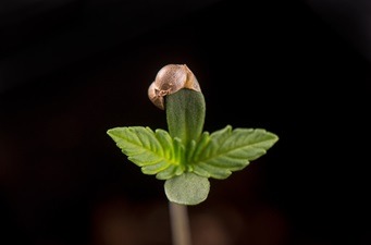 Should You Grow From Seeds or Clones Pros and Cons for Beginner Cannabis Cultivators