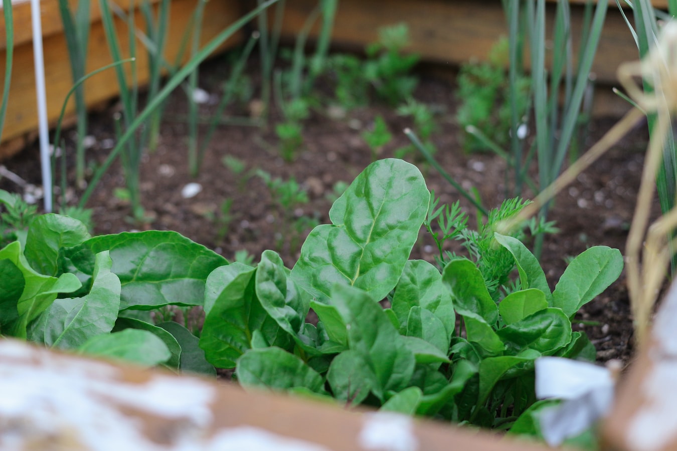 5 Eco-Friendly Ideas for Your Home Garden