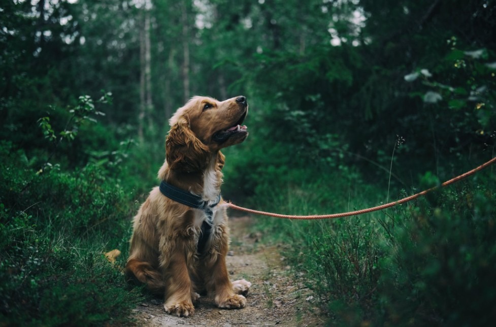 5 Quick Tips to Stop Your Dog from Pulling On the Leash