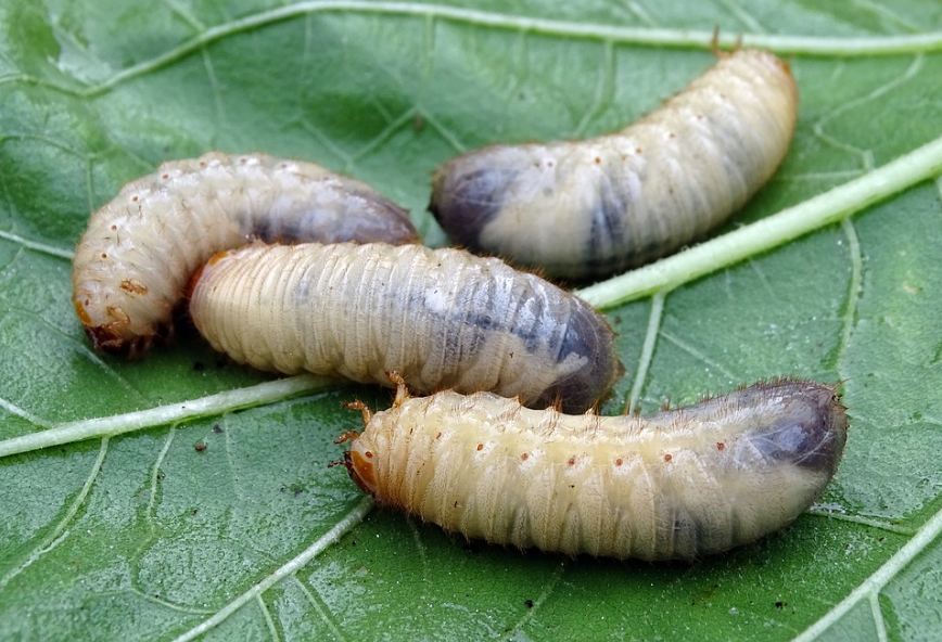 Beetle Larvae