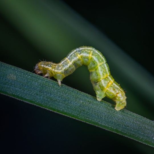 green-caterpillar-on-green-leaf