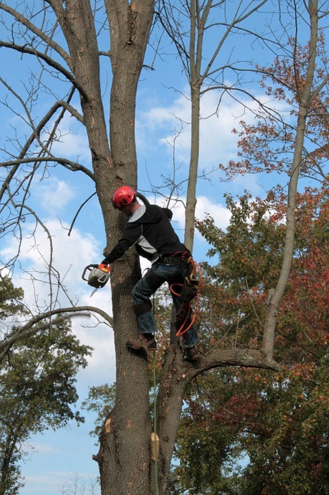 4 Reasons why Hiring a Professional Tree Surgeon is worth Every Penny