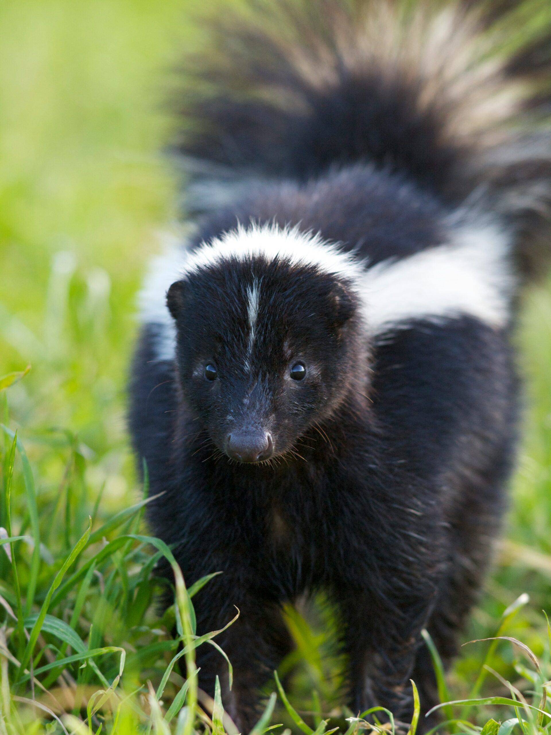 How to Keep Skunks and Wildlife Out of the Yard