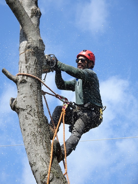 Why You Should Call A Tree Service For A Large Tree Removal
