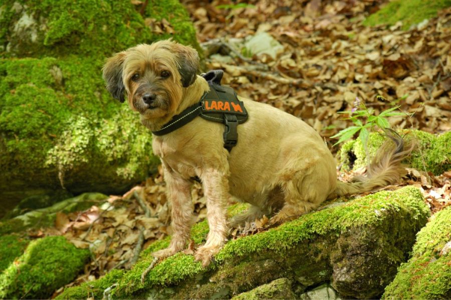 Benefits of using a harness for your dog instead of neck collars