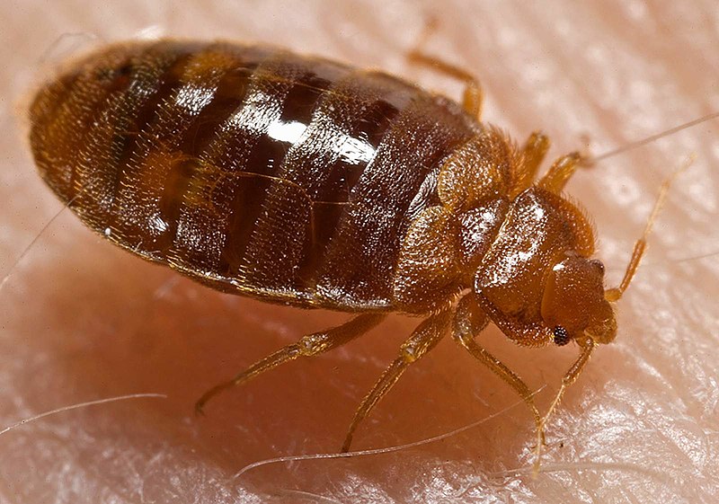 How To Check For Bed Bugs In A Hotel Room During Your Summer Vacation