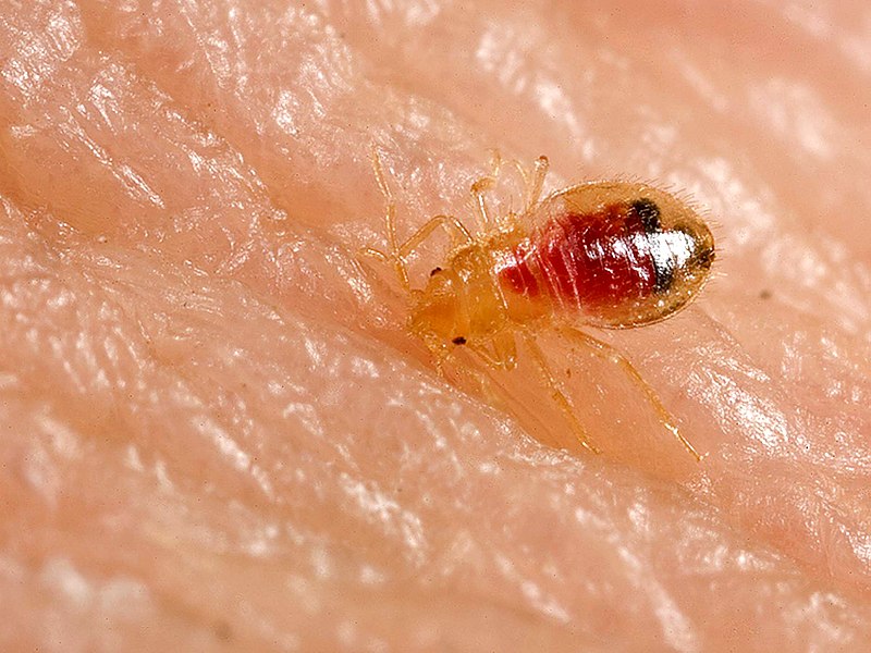 Simple Yet Effective DIY Steps To Bed Bug Proof Your Home