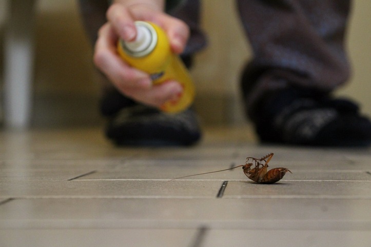 Why opt for professional pest control services