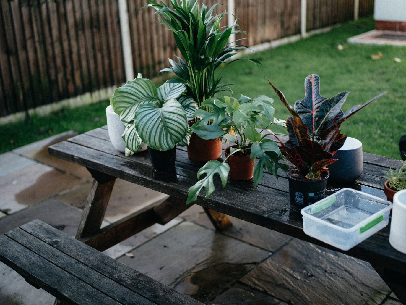 5 Effective Ways for Successful Repotting of Your House Plants